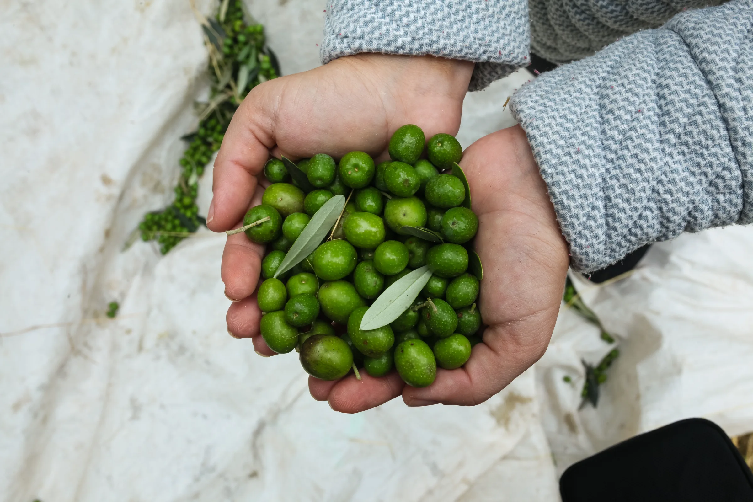 Mãos segurando azeitonas verdes recém-colhidas